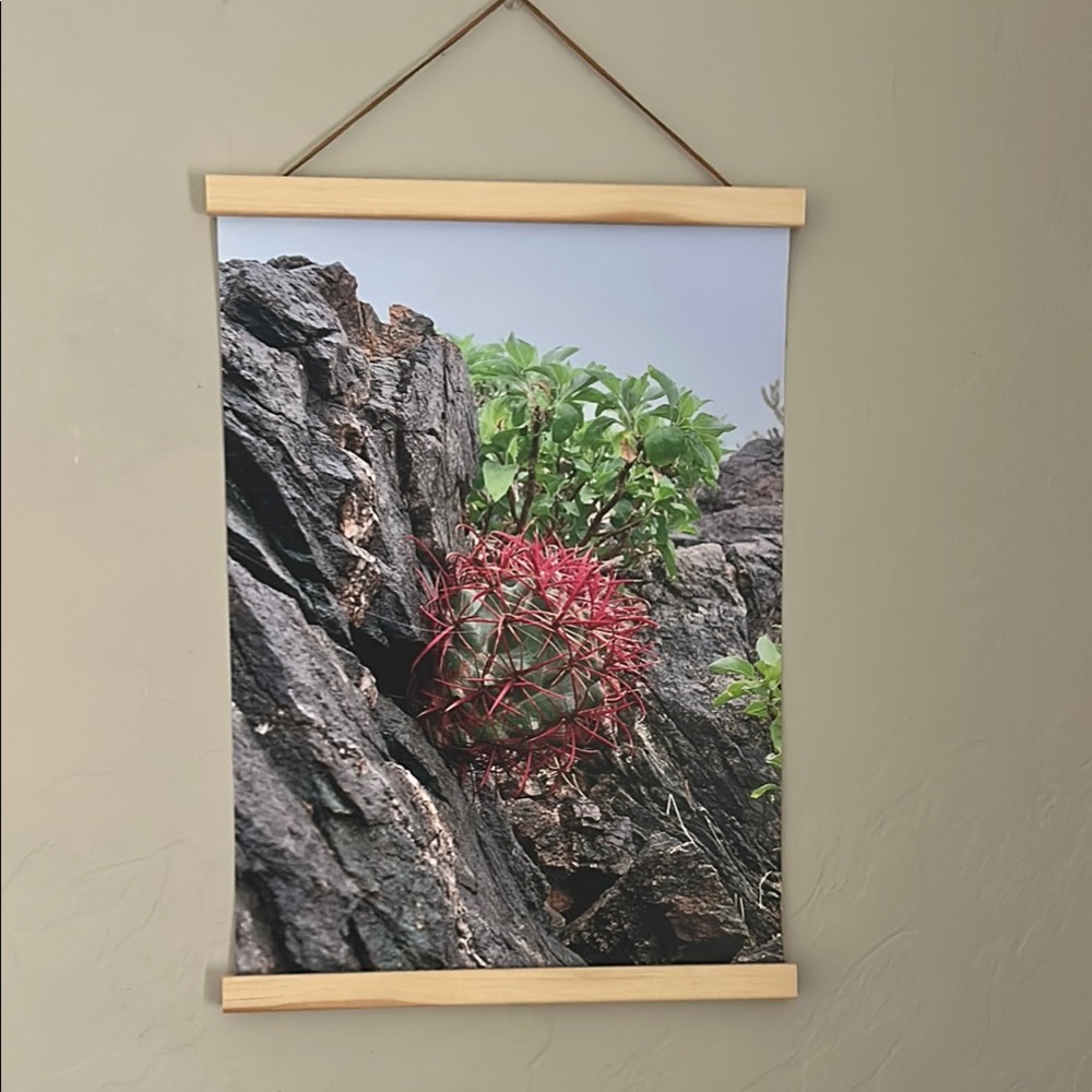 Blooming Desert Cactus in a Rock Original framed photo